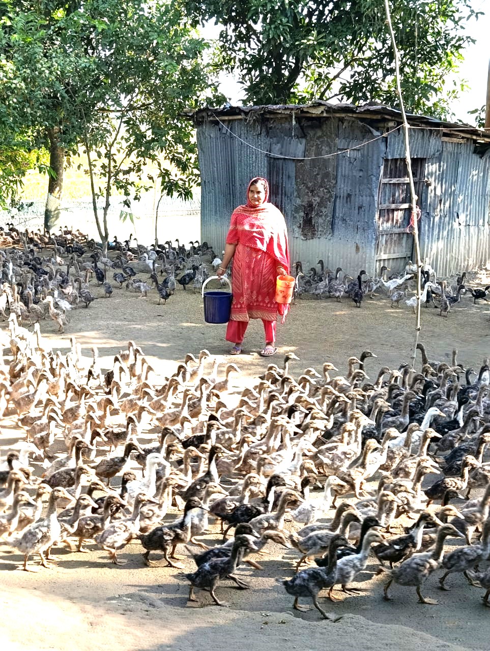 Home 26 Success Story of Nargis Begum’s Poultry Farm Supported by Ghashful RMTP Project